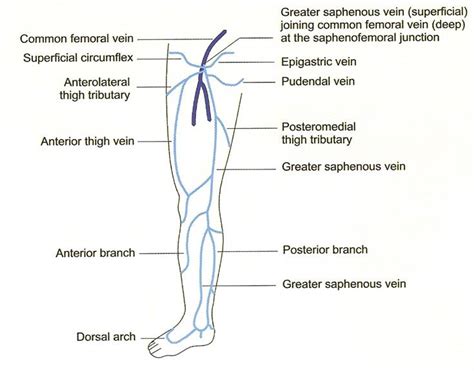 Veins Anatomy and Physiology – Labmedica India