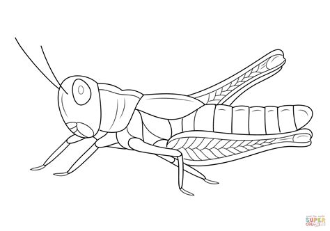 Coloriage - Sauterelle | Coloriages à imprimer gratuits