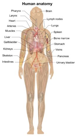 Anatomy | Definition, Types & Examples - Lesson | Study.com