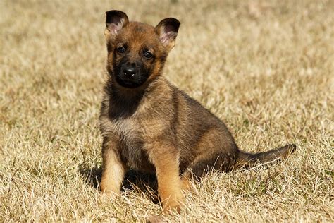 RCMP need names for puppies set to become police dogs | Globalnews.ca