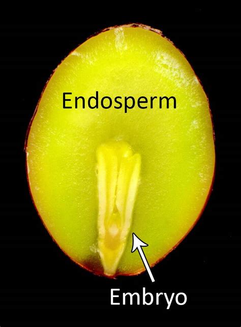 Seeds, Gymnosperm Endosperm – Female Gametophyte