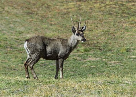 20 Animales autóctonos de Argentina - Características y hábitats (con FOTOS)