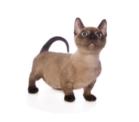 Siamese Munchkin: see more at http://www.localkittensforsale.com/munchkin-cat-breeders-and ...
