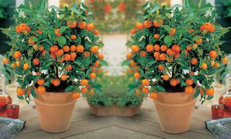 Patio Fruit Trees | Groupon