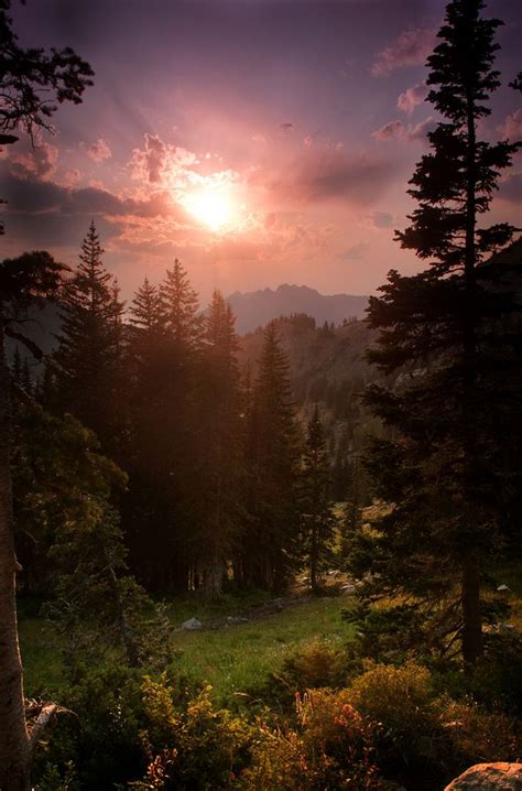 Alpine Sunset | Forest sunset, Forest view, Beautiful nature