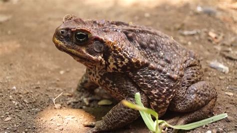 Ugly But Beautiful,Toad Sitting On The Floor, This Animal They Look Scary But When Looking At ...