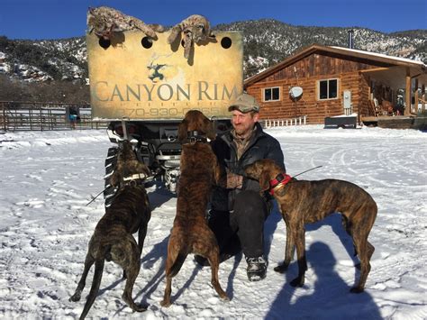 Mountain Lion Hunting hounds in Colorado | The Cougar hunting dogs