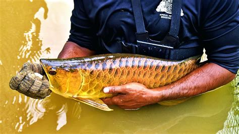 SECRET ASIAN AROWANA BREEDING FARM IN SINGAPORE (Complete Arowana Harvesting Documentary) - YouTube