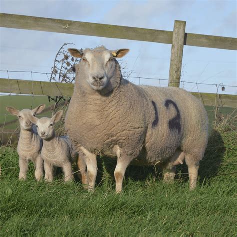 Charollais Breeders Facebook – Charollais Sheep Society