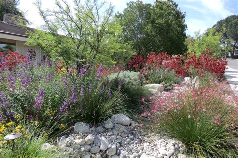 Chino Creek Wetlands and Educational Park: Native Plant Week!