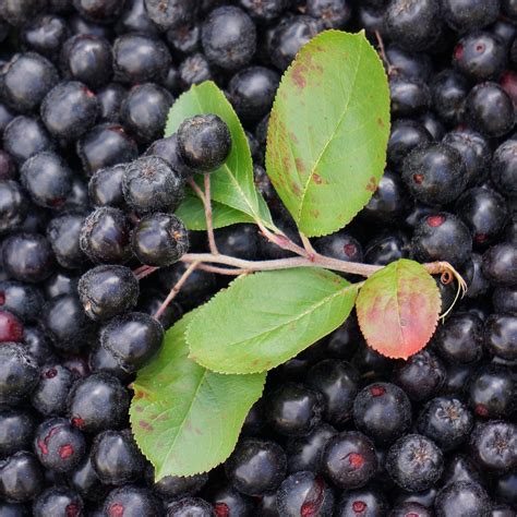 Aronia Berry Black Autumn - Free photo on Pixabay - Pixabay