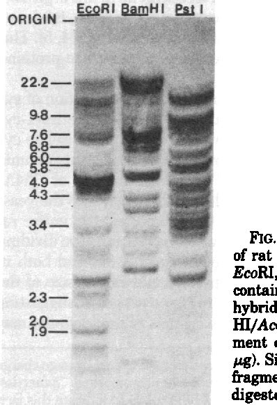 Figure 1 from Cytochrome c gene-related sequences in mammalian genomes ...