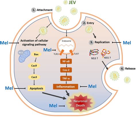 Schematic illustration of the proposed neuroprotective mechanisms of ...