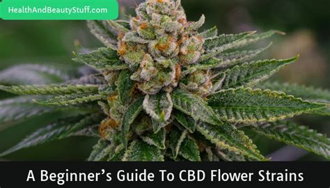 A Beginner’s Guide To CBD Flower Strains And Their Benefits