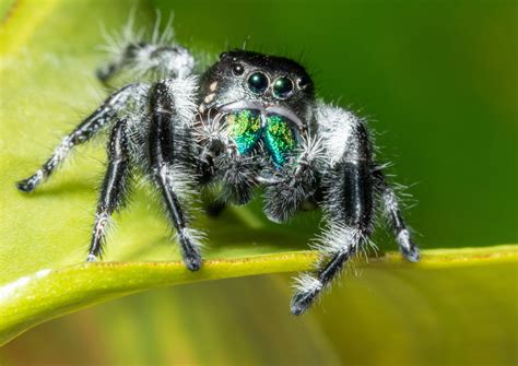 Regal Jumping Spider – Reptile Pets Direct