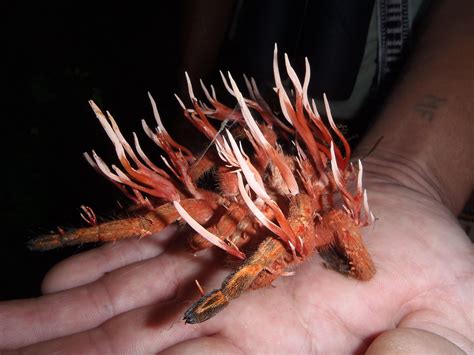 Tarantula infected with Cordyceps caloceroides. This species of fungi is parasitic on tarantulas ...