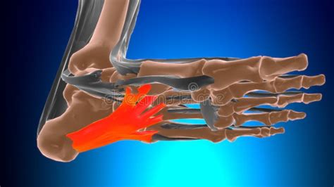 Long Plantar Ligament