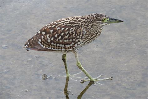 Nankeen Night Heron (juvenile) - spotted on the Cairns mudflats : AustralianBirds