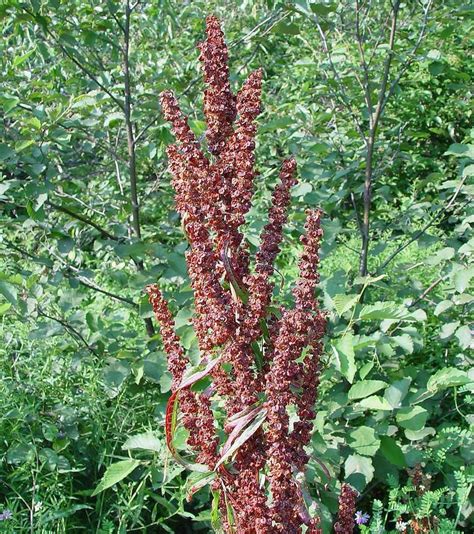 Yellow Dock Seeds Rumex crispus Organic Sour Dock Curly | Etsy