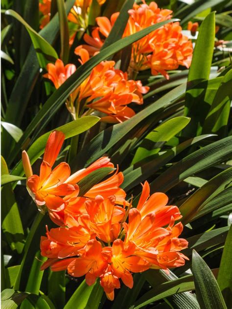 Clivia Plant Problems – Troubleshooting Clivia Plant Diseases And Issues