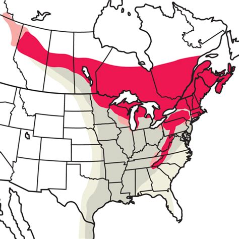 Canada Warbler | Audubon Field Guide