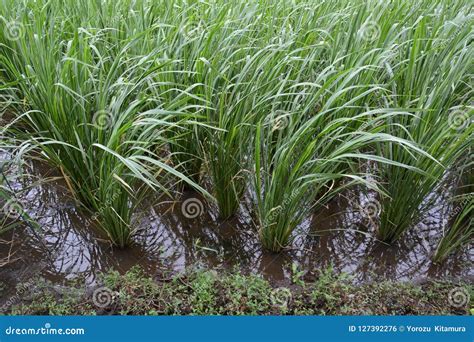 Zizania Latifolia Cultivation Stock Photo - Image of cultivation, bunch: 127392276