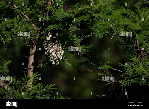 Purplebanded sunbird nest hi-res stock photography and images - Alamy