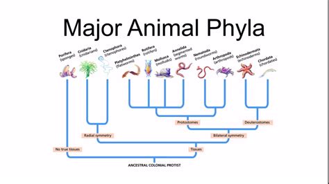 Major Animal Phyla - YouTube