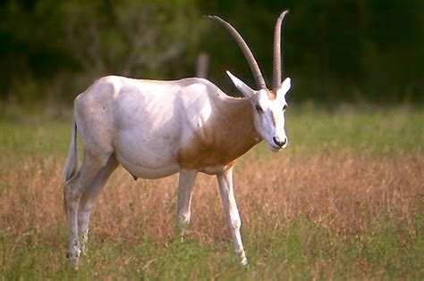 Scimitar Horned Oryx Animals | Amazing Facts & Latest Pictures | All Wildlife Photographs