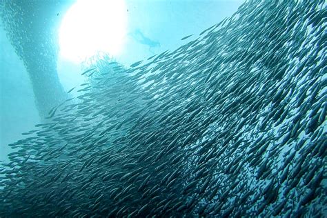 Snorkelling The Sardine Run In Moalboal: A Complete Guide