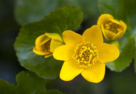 Marsh Marigold: Plant Care & Growing Guide