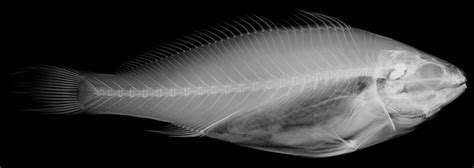 Sciaenidae - Jewfishes - The Australian Museum