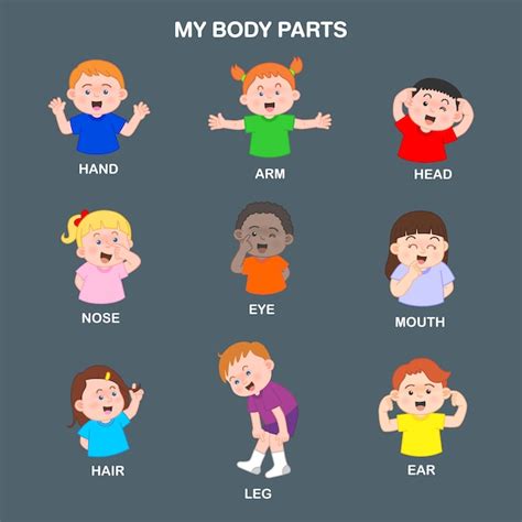 Premium Vector | Illustration vector cartoon kids pointing body parts isolated on gray