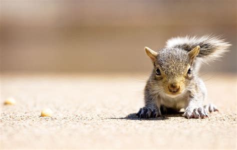 Baby Squirrel Wallpapers - Top Free Baby Squirrel Backgrounds ...