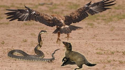 Snake vs Mongoose - Eagle vs Snake - Eagle Attack Snakes - Amazing Animals - YouTube