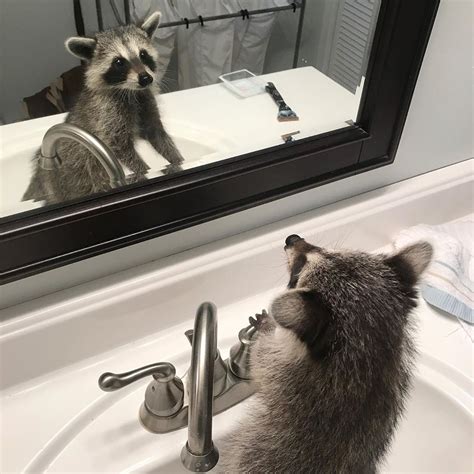 Collection Of Raccoons Just Being Their Adorable Selves - World's ...