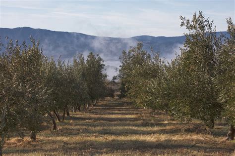 Olive Orchard Set-up — The Olive Oil Source