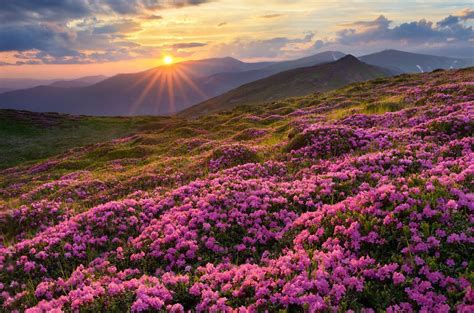 Explore 2 Most Stunning Wonders Of The Valley Of Flowers: Your Ultimate Guide To This Blooming ...