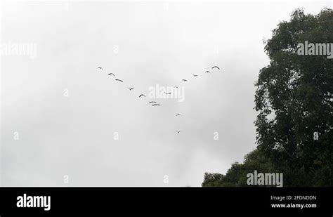 Echelon formation Stock Videos & Footage - HD and 4K Video Clips - Alamy