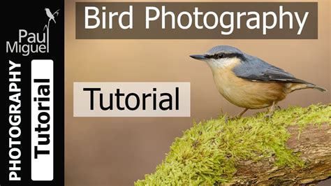 Bird Photography Tips and Tricks - YouTube