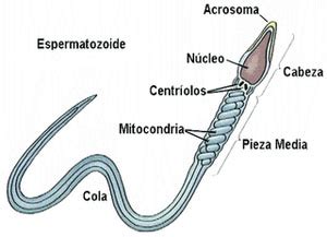 Estructura del espermatozoide en los animales - Gametogenesis en animales