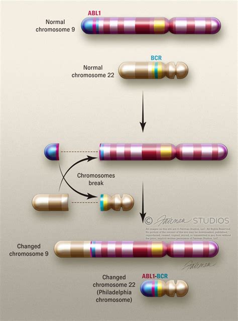 Philadelphia Chromosome - Fairman Studios