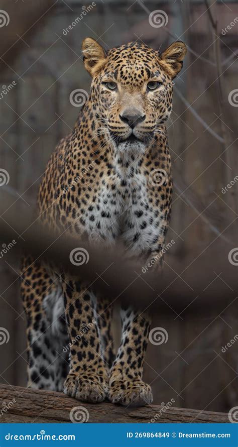 Sri lankan leopard stock image. Image of environment - 269864849