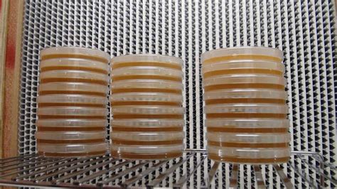 Borosilicate Glass Nutrient Agar Plates, for Chemical Laboratory, Industrial, Packaging Type ...