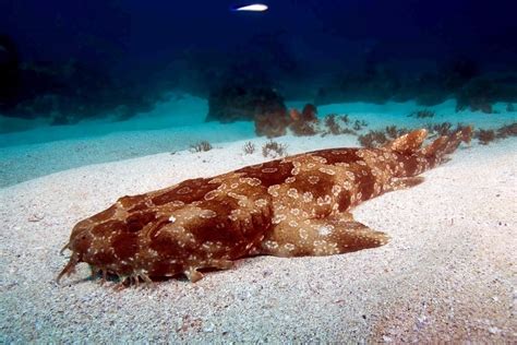 Wobbegong Shark – "OCEAN TREASURES" Memorial Library