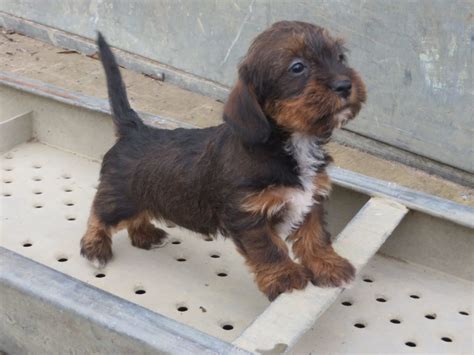 Dachshund-Poodle-Mix-Puppies-Picture - Dog Breeders Guide