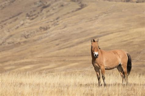 Przewalski Horse breeding stallion stands alert - Stock Image - C042 ...