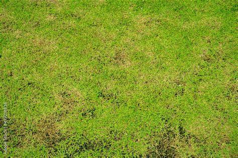 Green and yellow grass texture Brown patch is caused by the destruction of fungus Rhizoctonia ...