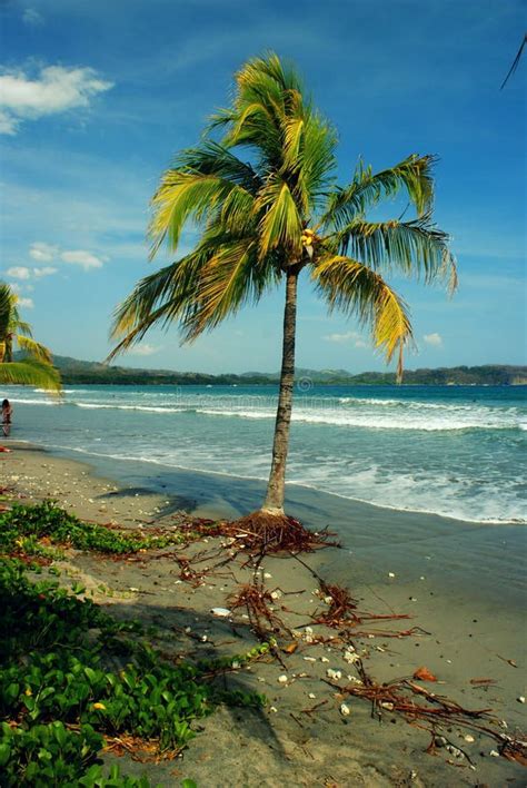 Coconut Palm Tree at Samara Beach, Costa Rica Stock Image - Image of view, form: 137284935