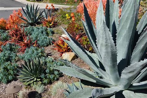 Here is your most Ideal price Fox tail Agave Agave Attunatta 7 inches Desert cactus quart size ...